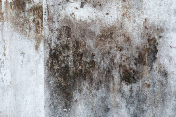 Best Black Mold Removal  in Granite Falls, MN