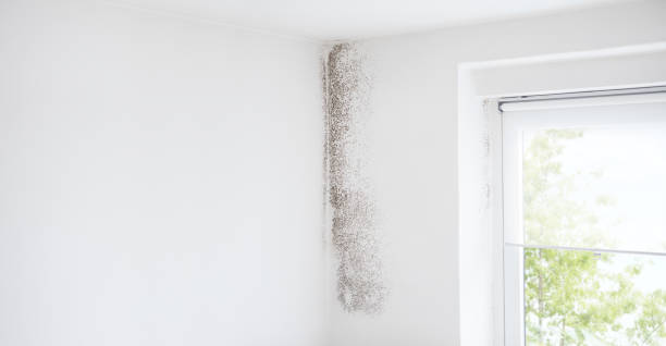 Best Biohazard Mold Removal  in Granite Falls, MN
