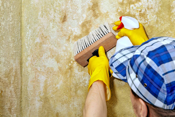 Best Mold Prevention Services  in Granite Falls, MN