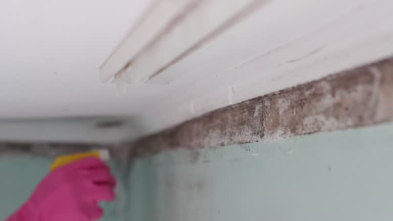 Best Forensic Mold Investigation  in Granite Falls, MN